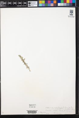 Hedeoma reverchonii image