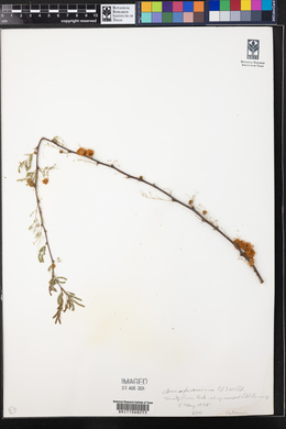 Vachellia farnesiana image