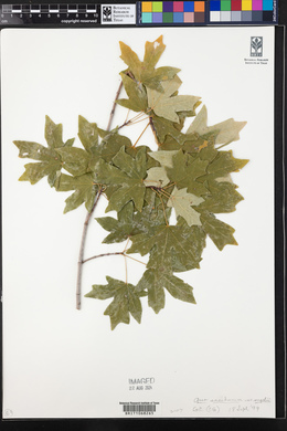 Acer saccharum var. rugelii image