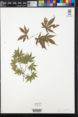 Acer palmatum image