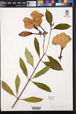 Allamanda cathartica image