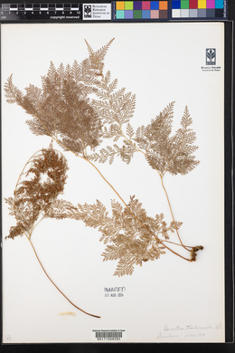 Davallia trichomanoides image