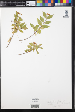 Malpighia glabra image
