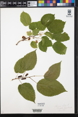 Morus alba image