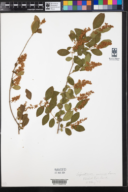 Ligustrum sinense image