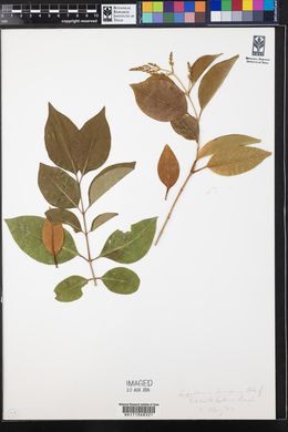 Ligustrum lucidum image