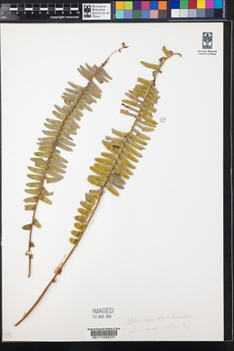 Nephrolepis davallioides image