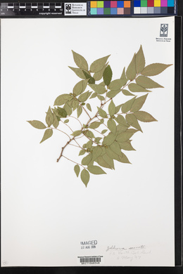 Zelkova serrata image