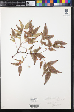 Zelkova serrata image