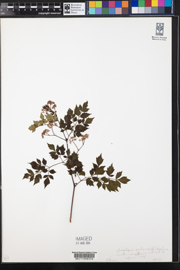 Nekemias arborea image