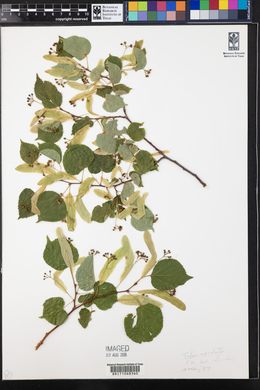 Tilia cordata image