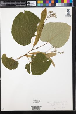 Tilia heterophylla image