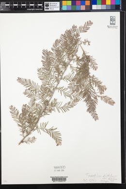Taxodium distichum var. distichum image