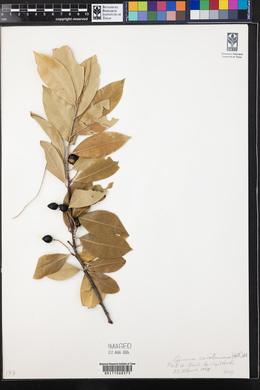Prunus caroliniana image