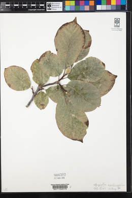 Magnolia soulangeana image