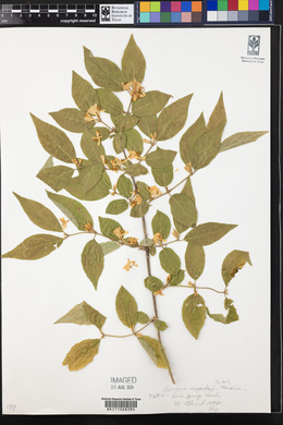 Lonicera maackii image