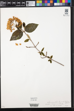 Viburnum x burkwoodii image