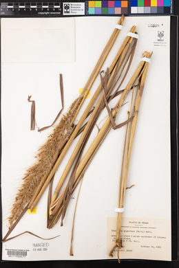 Saccharum giganteum image