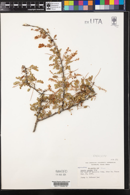 Acacia greggii image