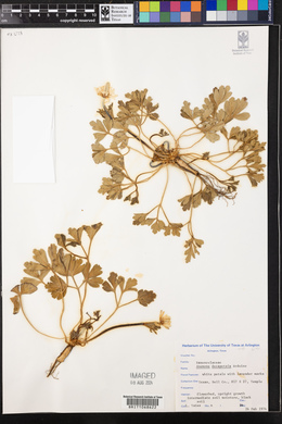 Anemone berlandieri image