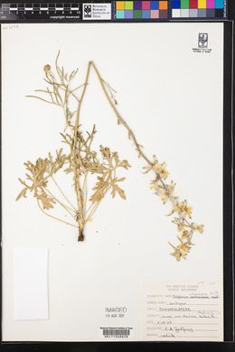 Delphinium carolinianum subsp. virescens image