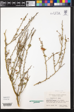 Cercidium macrum image