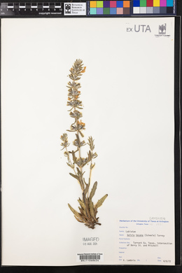 Salvia texana image