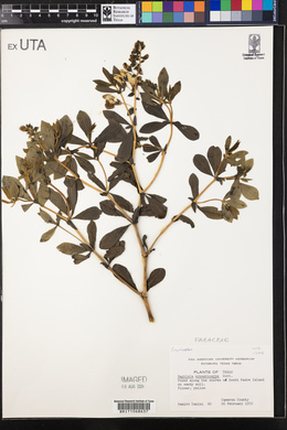 Baptisia sphaerocarpa image