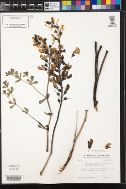 Baptisia australis image