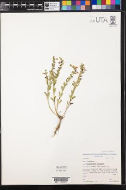 Scutellaria resinosa image