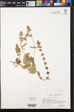 Stachys drummondii image
