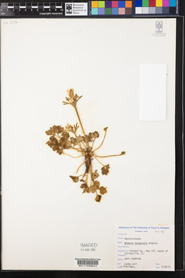 Anemone berlandieri image