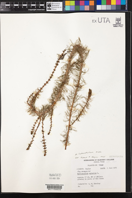Myriophyllum heterophyllum image