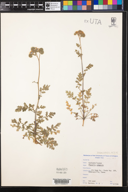 Phacelia congesta image