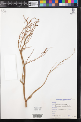 Rumex hastatulus image