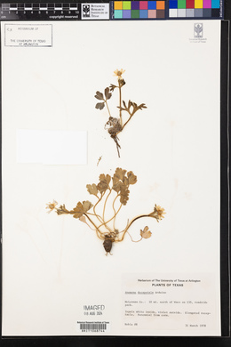 Anemone berlandieri image
