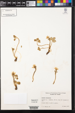 Anemone berlandieri image