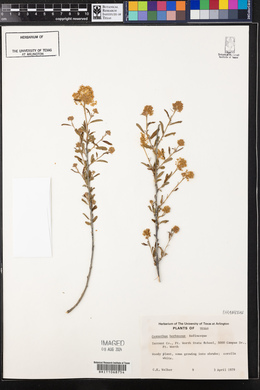 Ceanothus herbaceus image