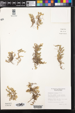 Selaginella wrightii image