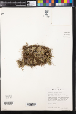 Selaginella wrightii image