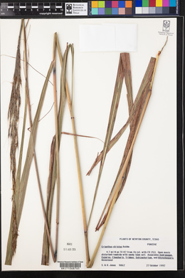 Saccharum baldwinii image