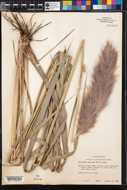Saccharum giganteum image