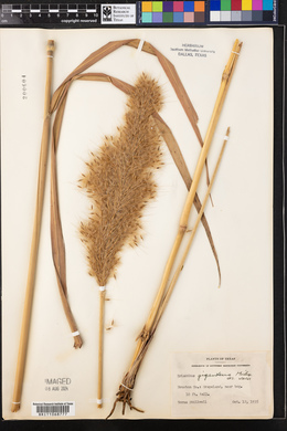 Saccharum giganteum image