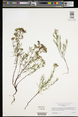 Stenaria nigricans image