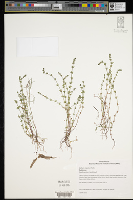 Galium virgatum image