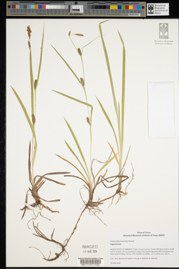 Carex planostachys image