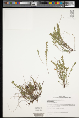 Phyllanthus polygonoides image
