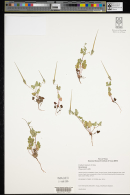 Erodium texanum image