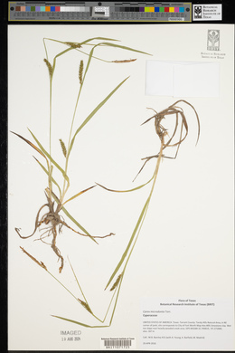 Carex microdonta image