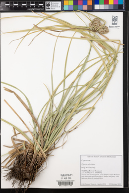 Cyperus entrerianus image